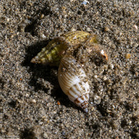 Nassarius multicostatus (Multi-Ribbed Nassa)