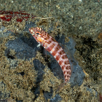 Parapercis schauinslandii (Redspotted Sandperch)