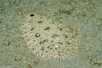 Heteromycteris hartzfeldii (Hook-Nosed Sole)