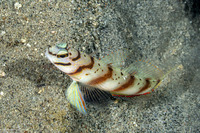 Amblyeleotris diagonalis (Slantbar Shrimpgoby)