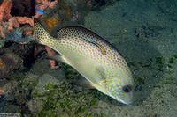 Diagramma pictum (Silver Sweetlips)