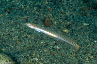 Trichonotus elegans (Threadfin Sand Diver)
