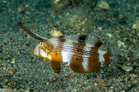 Iniistius pavo (Peacock Razorfish)