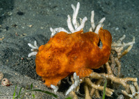 Antennarius pictus (Painted Frogfish)