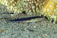 Asterropteryx striata (Striped Goby)