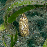 Callechelys marmorata (Marbled Snake Eel)