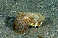Sepia latimanus (Broadclub Cuttlefish)