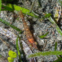 Metapenaeopsis sp.1 (Metapenaeopsis sp.1)