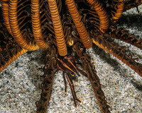 Allogalathea elegans (Elegant Crinoid Squat Lobster)