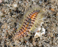 Chloeia violacea (Chloeia Violacea)