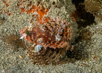 Dendrochirus brachypterus (Shortfin Lionfish)