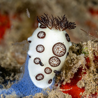 Jorunna funebris (Mourning Jorunna)