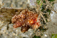 Pseudoceros sp.9 (Pseudoceros sp.9)