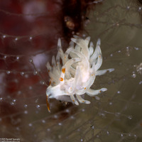 Trinchesia sp.4 (Orange-Barbel Trinchesia)