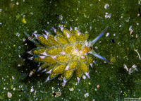 Costasiella kuroshimae (Kuro Sapsucking Slug)