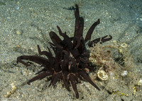 Dofleinia armata (Armed Anemone)