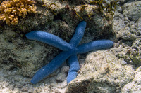 Linckia laevigata (Blue Sea Star)