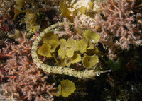 Corythoichthys haematopterus (Reeftop Pipefish)