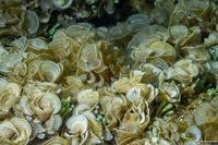 Padina gymnospora (Funnelweed)