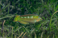 Halichoeres argus (Argus Wrasse)