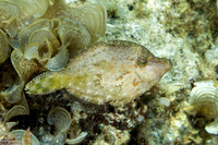 Acreichthys tomentosus (Bristle-Tail Filefish)