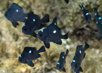 Dascyllus trimaculatus (Threespot Dascyllus)