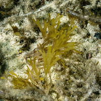 Canistrocarpus magneanus (Canistrocarpus Magneanus)