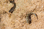 Blennies