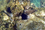Echinothrix