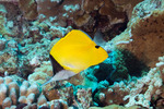 Butterflyfishes