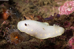 Nudibranchs