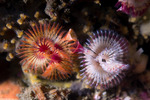 Tube Worms