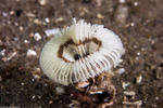 Annelida