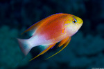 Anthias