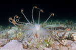 Ceriantharia
