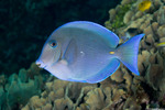 Surgeonfishes and Tangs