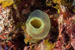 Tunicates