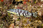 Serranus