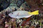 Sparisoma