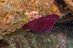 Cladactella