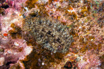 Pleuronectiformes