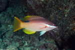 Bodianus