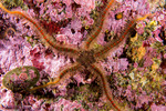 Echinodermata