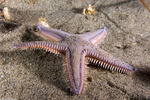 Astropecten