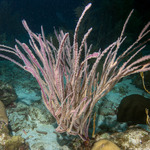Corals