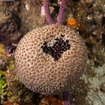 Porifera