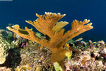 Scleractinia