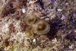 Zoantharia