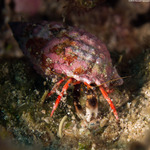 Hermit Crabs