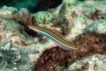 Blennies
